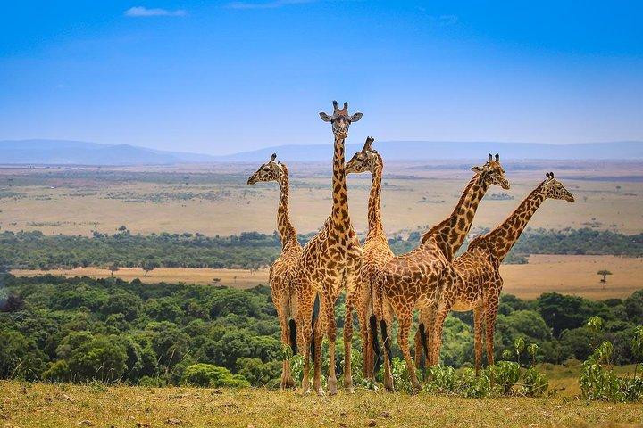 7-dages Kenya Tanzania Wonder Safari