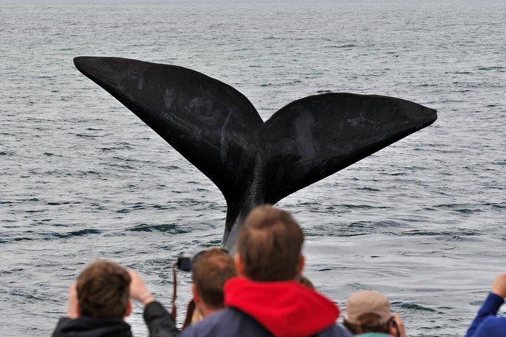 Private tur: Hermanus Whale observation båd tur & vinsmagning