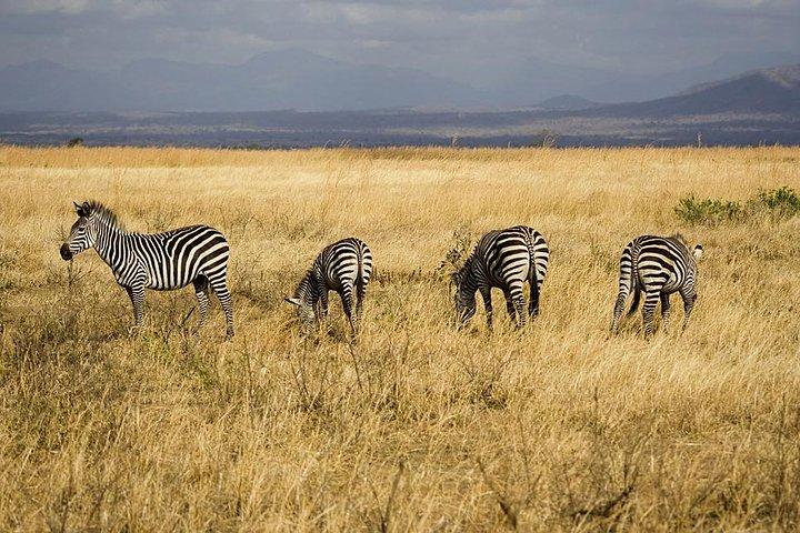 Safari de 5 jours à Mikumi et Ruaha Tanzania Wildlife Lodge