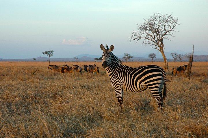Safari de 5 jours à Mikumi et Ruaha Tanzania Wildlife Lodge