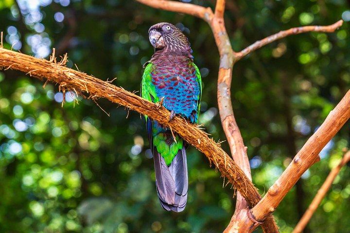 Iguassu Bird Park - Tickets inklusive
