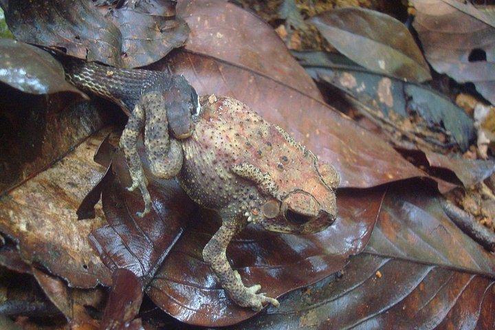 Sinharaja' rainforest - Discovery Tour (half day)