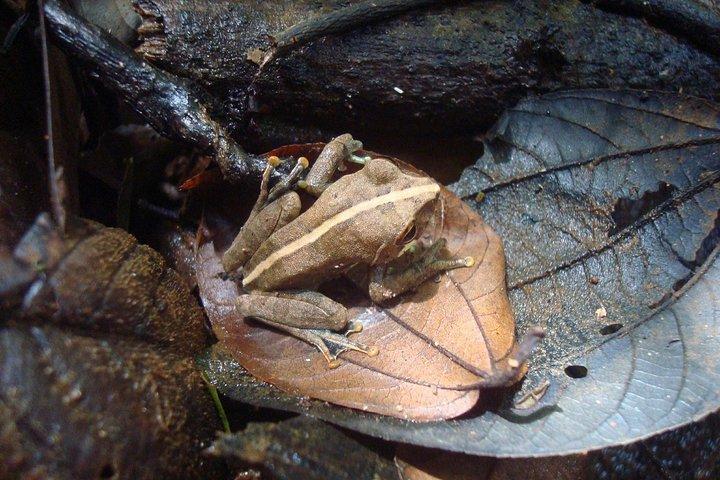 Sinharaja' rainforest - Discovery Tour (half day)