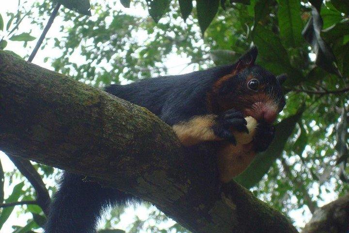 Sinharaja' rainforest - Discovery Tour (half day)