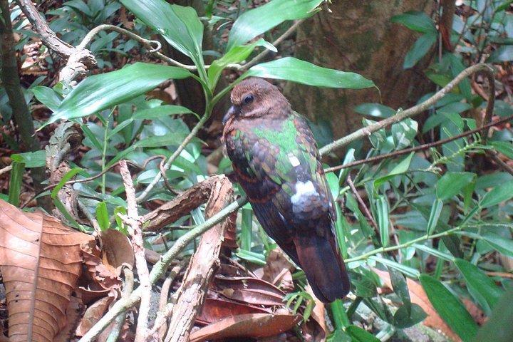 Sinharaja' rainforest - Discovery Tour (half day)