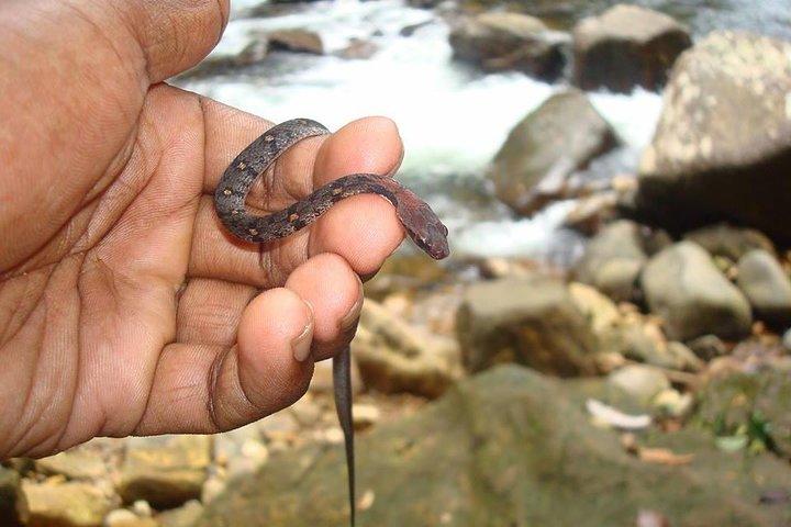 Sinharaja' rainforest - Discovery Tour (half day)