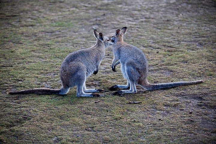 Blue Mountains Wildlife Full-Day Sights and Hiking from Sydney
