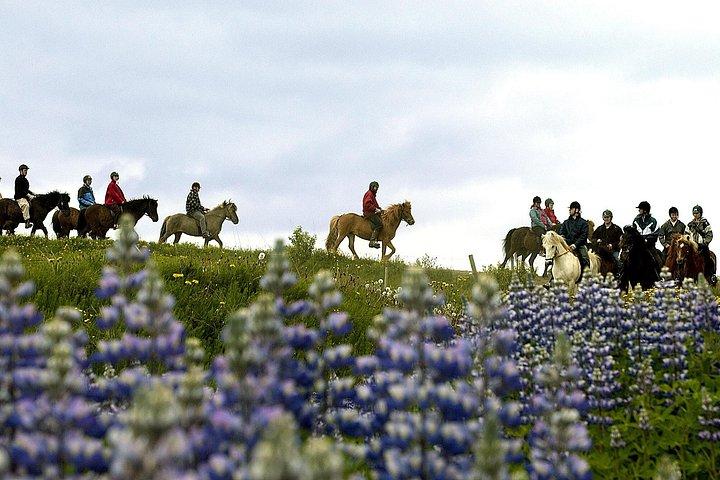 レイキャビクからのお迎えを含むアイスランド乗馬ツアー