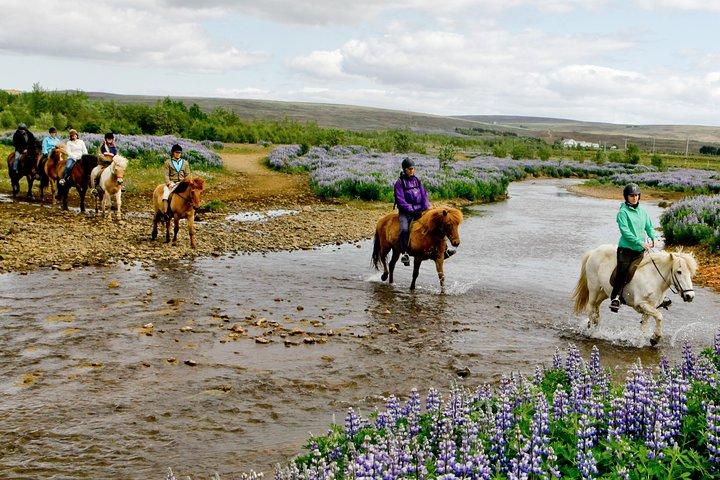 レイキャビクからのお迎えを含むアイスランド乗馬ツアー