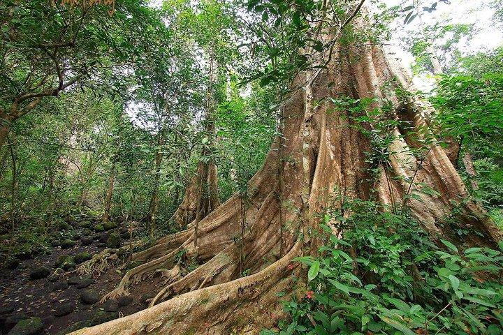 Excursão de 2 dias ao Parque Nacional Nam Cat Tien com hospedagem e refeições.