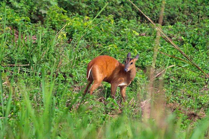 Excursão de 2 dias ao Parque Nacional Nam Cat Tien com hospedagem e refeições.