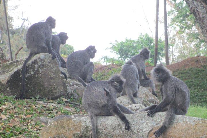 Batu Höhlen, Hot Spring, Monkey & Fireflies Tour mit Abendessen