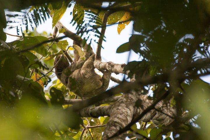 Sloth Watching Tour Oplev Costa Rica