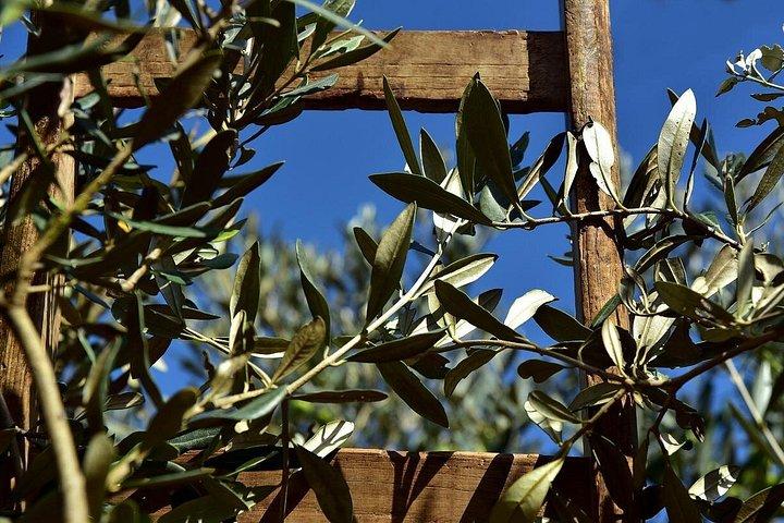 オイルミル訪問：緑の黄金、大きな味わい-ウンブリア