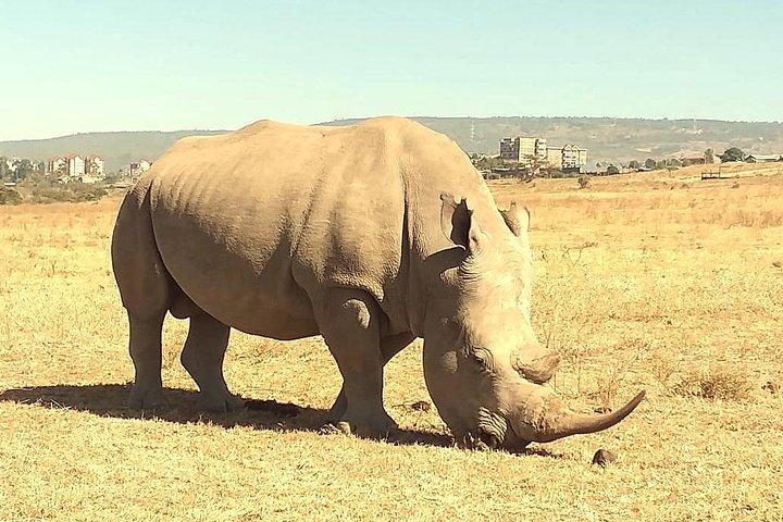 Halvsafari på eftermiddagen till Nairobi National Park