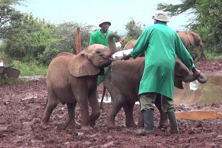 Giraffe center, Elephant Orphanage and Beads Center