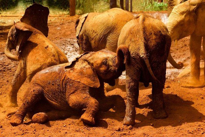 Giraffe center, Elephant Orphanage and Beads Center