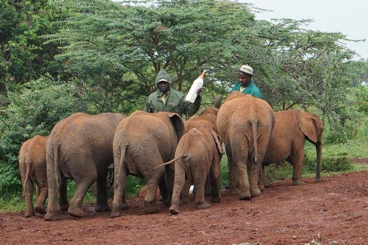 Giraffe center, Elephant Orphanage and Beads Center