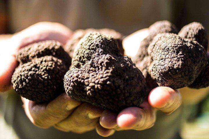 Caça às trufas perto de Roma com um almoço de 7 pratos