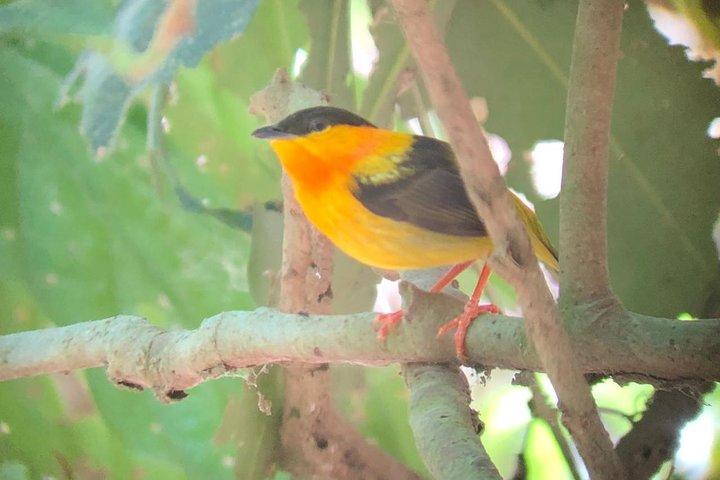 Carara National Park Tour