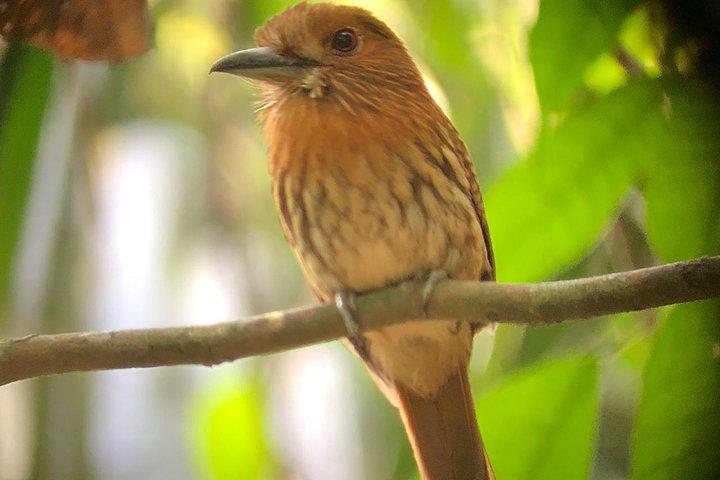 Carara National Park Tour