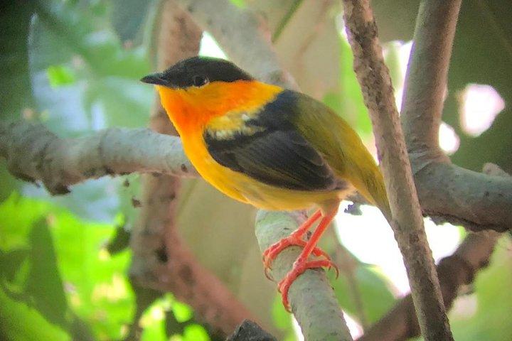 Carara National Park Tour