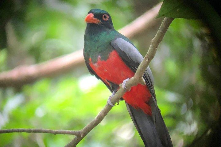 Carara National Park Tour