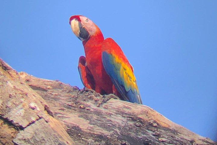 Carara National Park Tour