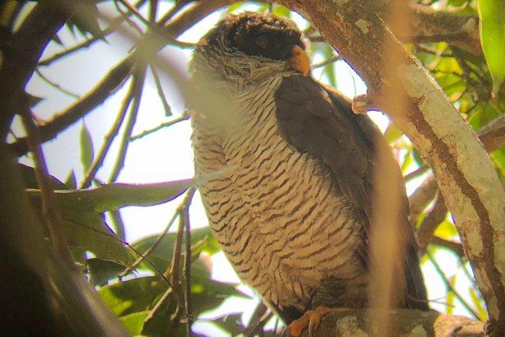 Carara National Park Tour