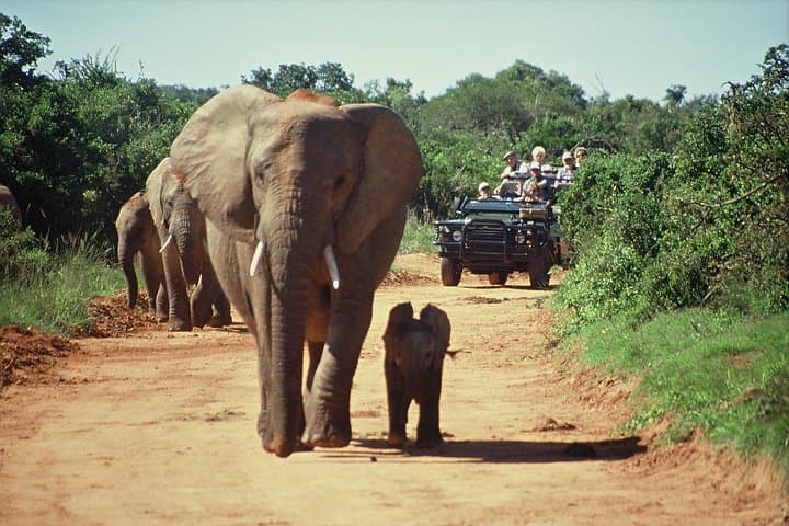 Cape Town Private, The Best Of Big Five Safari Tour