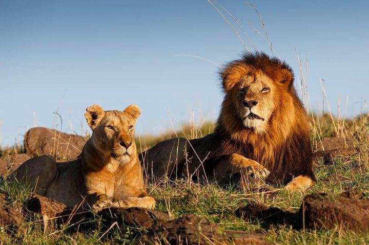 Ciudad del Cabo 3 - Day Attraction : Aquila Safari Tour&Wine &Robben Island