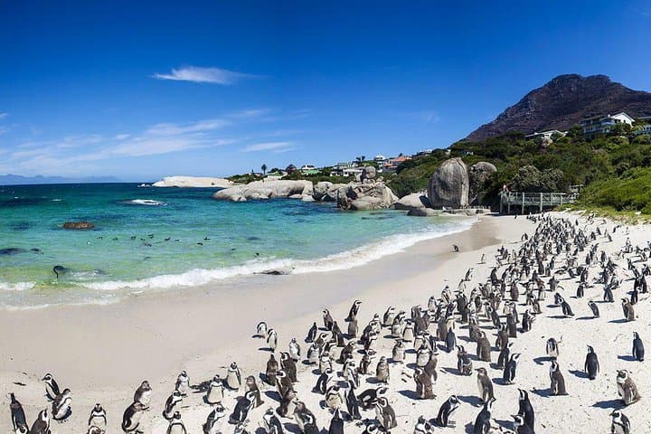 Best Cape Town Private Tour - Cape Peninsula Penguin Full Day