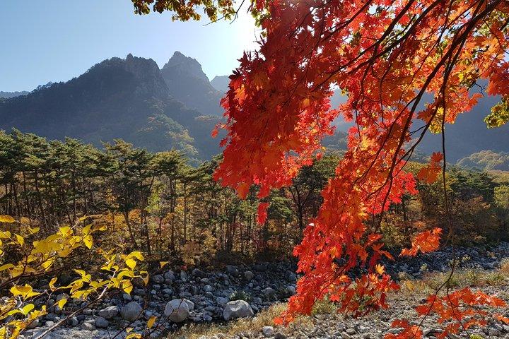 [Premium Private Tour] Mt. Seorak & Ostsee oder Nami Insel von Seoul
