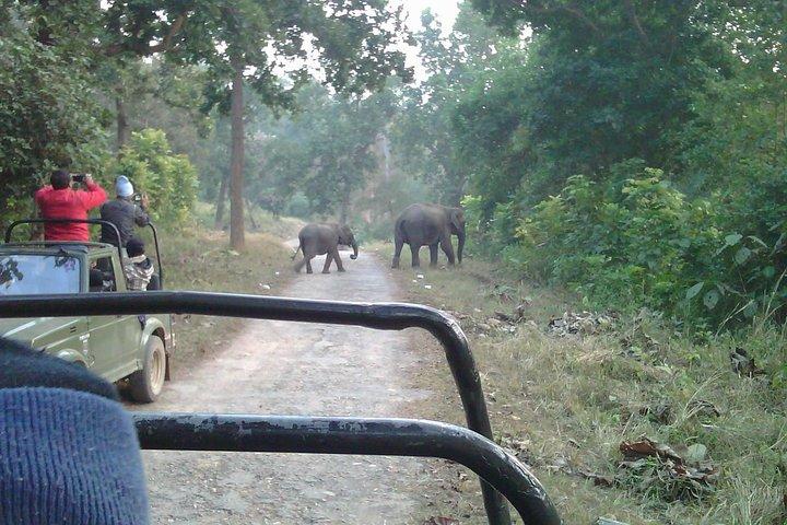 Rishikesh : Öppna Jeepsafari i Rajaji nationalpark