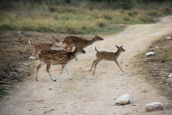 Rishikesh : Öppna Jeepsafari i Rajaji nationalpark