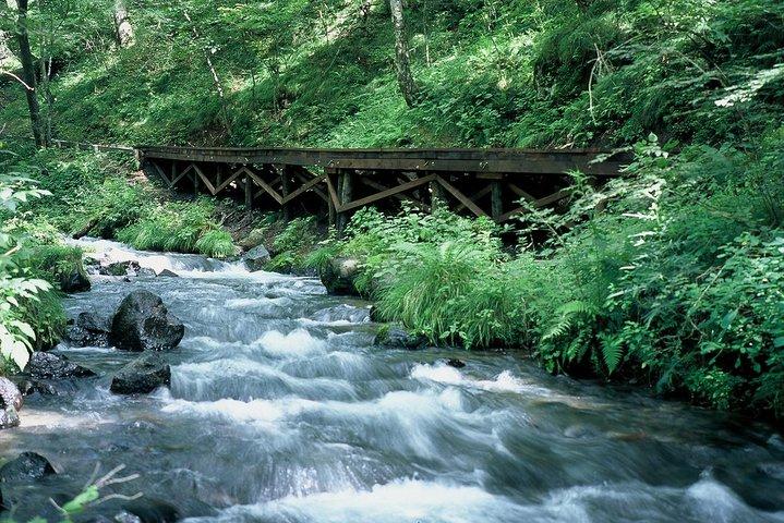 Détendez-vous et rafraîchissez-vous dans la forêt de Karuizawa! Shinanoji vers le bas en randonnée autour de deux personnes