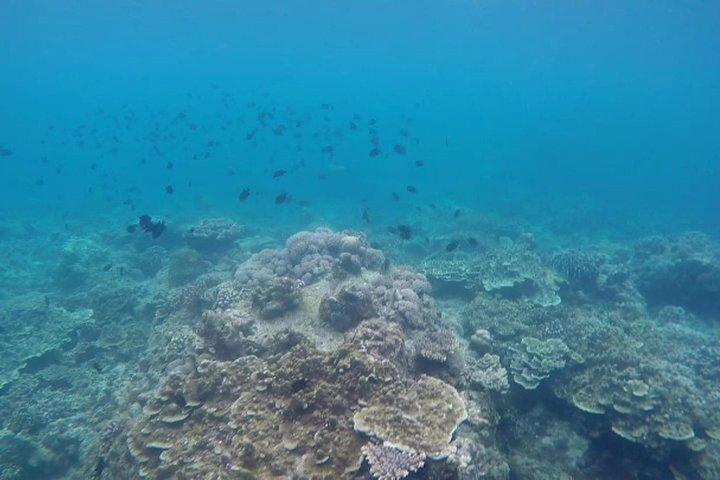 アニラオ シュノーケル サファリ : 素晴らしい水中世界を探検