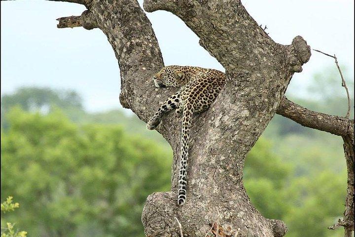 2 giorni di Pilanesberg migliore possibilità di vedere "Big 5" con safari privato esteso