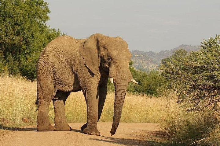 2 giorni di Pilanesberg migliore possibilità di vedere "Big 5" con safari privato esteso