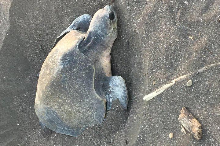 Turtles Nocturnal Observando perto de Tamarindo