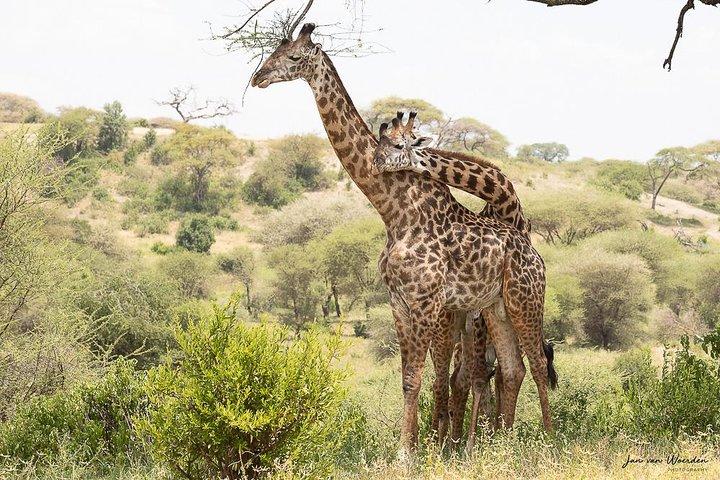 1 ° giorno Arusha - Lake Manyara National Park
