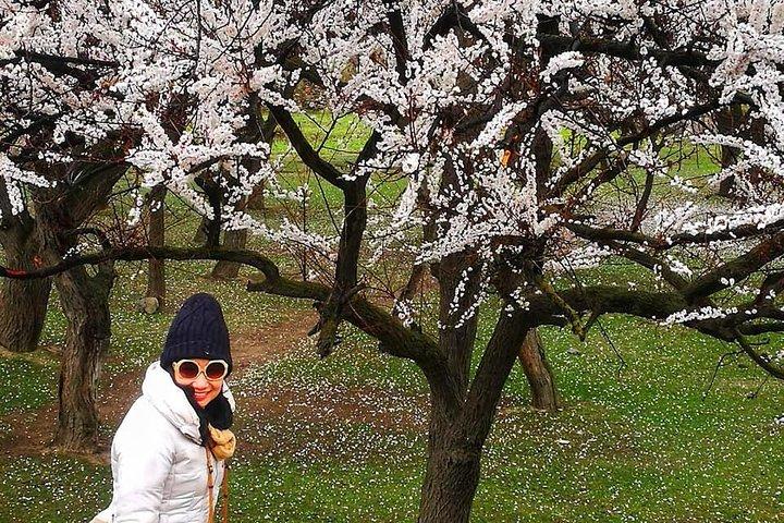 Kersenbloesems Trip naar noordelijke gebieden van Pakistan