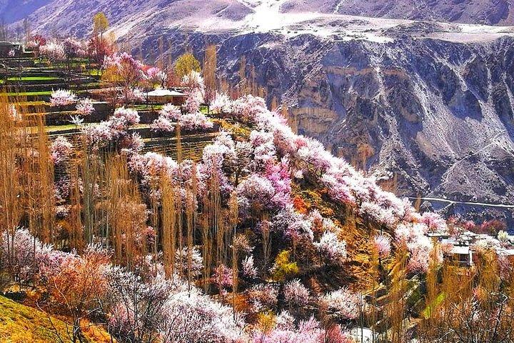 Kersenbloesems Trip naar noordelijke gebieden van Pakistan