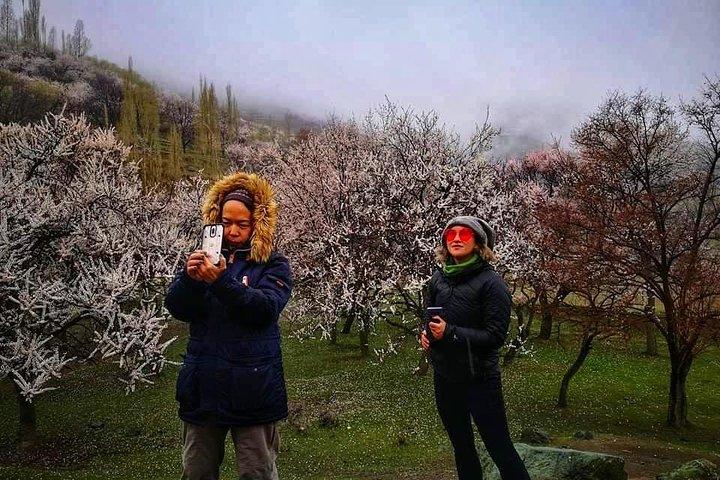 Kersenbloesems Trip naar noordelijke gebieden van Pakistan