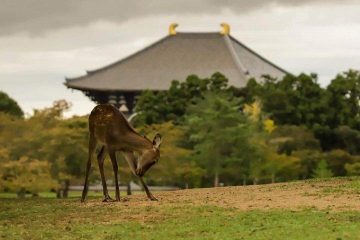 Nara Private Tour de transporte público de Osaka