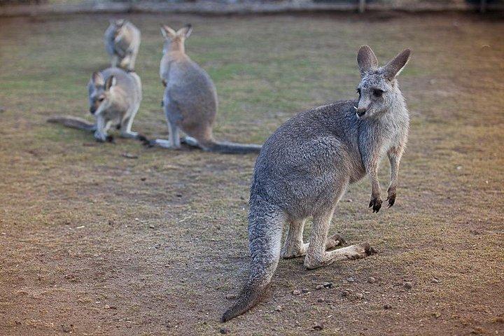 Excursion privée de luxe : Excursion d'une journée dans les Blue Mountains au départ de Sydney