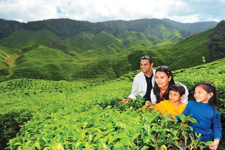 Tour de dia inteiro em Cameron Highlands (pick up de Kuala Lumpur)