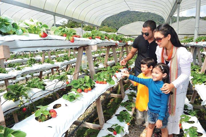 Tour de dia inteiro em Cameron Highlands (pick up de Kuala Lumpur)