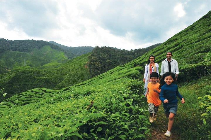 Excursion d'une journée complète aux Cameron Highlands (prise en charge à Kuala Lumpur)