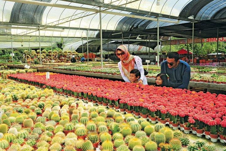 Tour de dia inteiro em Cameron Highlands (pick up de Kuala Lumpur)